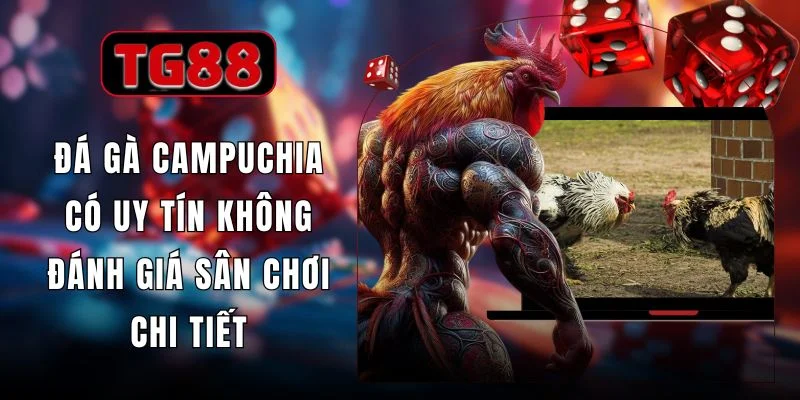 Đá Gà Campuchia Có Uy Tín Không